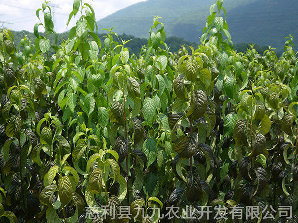 新城區基地