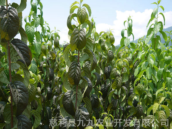 新城區基地