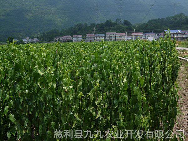 新城區基地