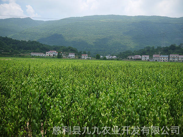 新城區基地