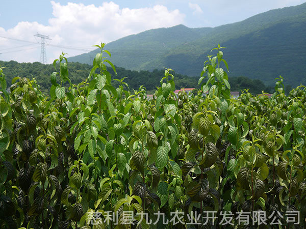 新城區基地