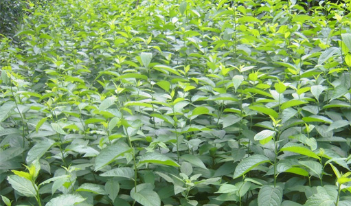 杜仲種植技術
