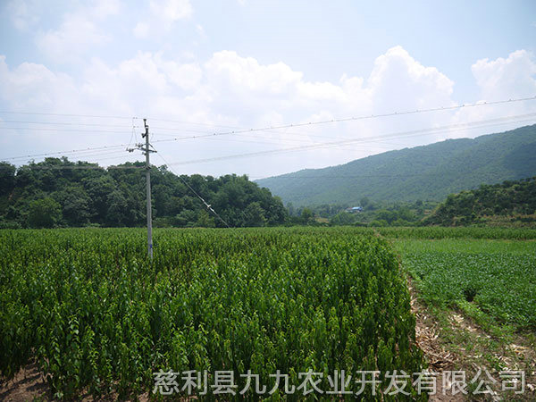 新城區基地