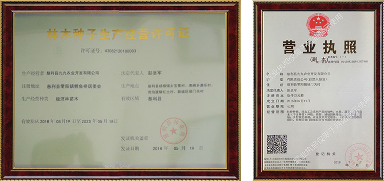 慈利縣九九農業開發有限公司,張家界粘木苗銷售,杜仲種植,苗木銷售