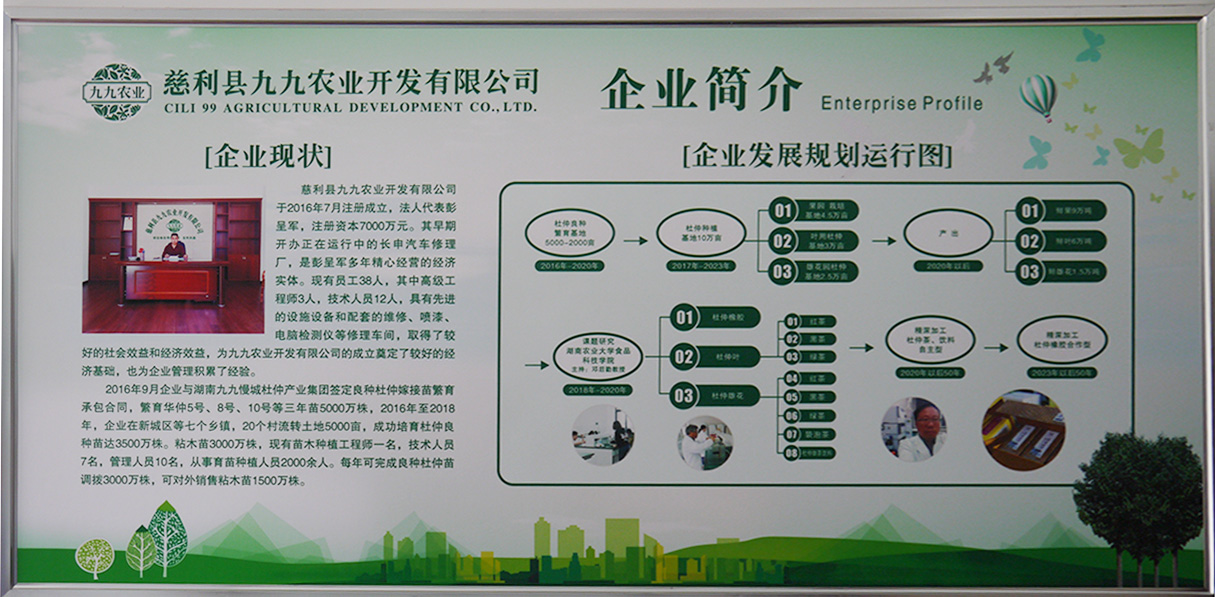 慈利縣九九農業開發有限公司,張家界粘木苗銷售,杜仲種植,苗木銷售